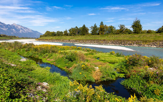 Der niedrige Wasserstand und die anhaltende Trockenheit des Rheins f&uuml;hrten auf den Sandb&auml;nken zur Bildung einer Auenvegetation.