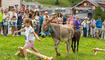 Eselfest in Malbun