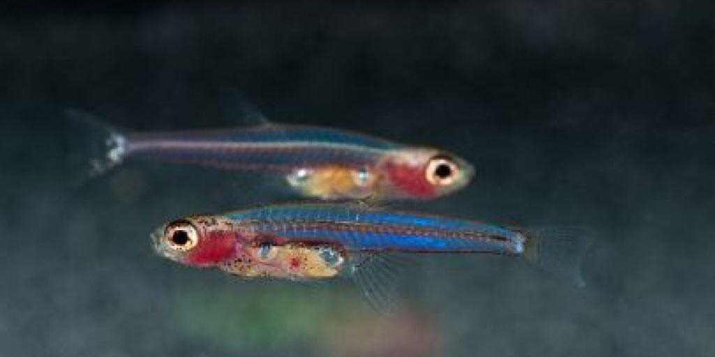 Zwergbärblinge sind winzige Fische, die auch ein miniaturisiertes Genom haben, wie eine aktuelle Forschungsarbeit zeigt.