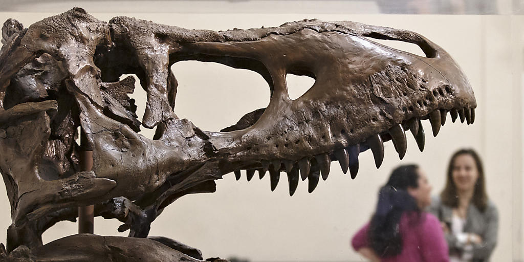 Riese im Riesenröntgengerät: Das deutsche Fraunhofer-Institut in Fürth hat den Schädel eines Tyrannosaurus rex geröntgt. (Exemplar im Smithsonian Museum of Natural History in Washington)