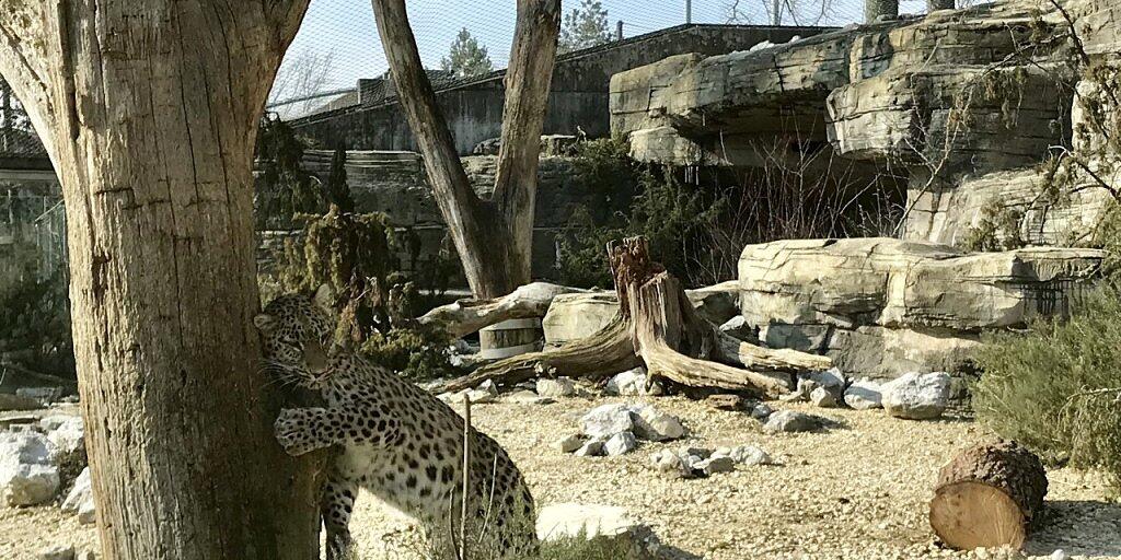 Kann sich nicht alleine gegen die weltweite Dezimierung seiner Art auflehnen: ein Leopard im Tierpark Bern.