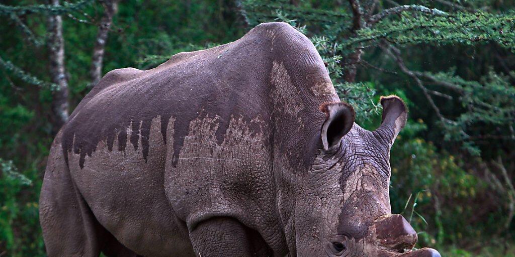 Das letzte männliche Nördliche Breitmaulnashorn, Sudan. Der Bulle starb im März 2018. Nun läuft eine Rettungsaktion für die Erhaltung der ARt. (Archivbild)