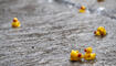 Sommer-Entenrennen