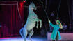 Circus Royal in Buchs