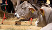 Braunvieh Junior Contest in Sargans