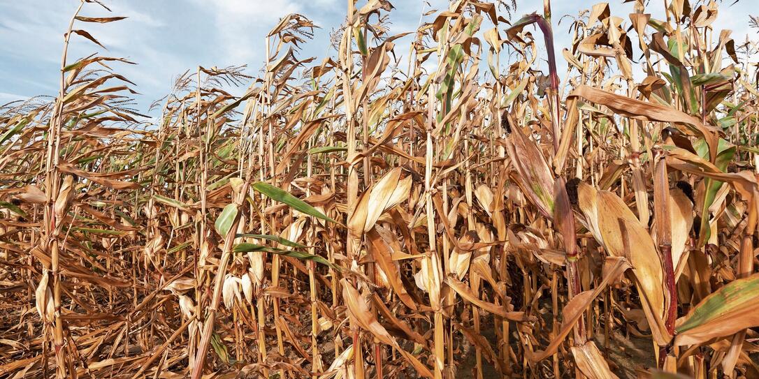 dry corn stalks