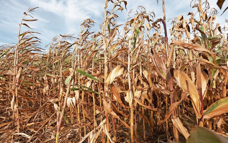 dry corn stalks