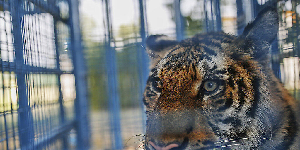 Zwei im Juli aus einem verwaisten Zoo in Aleppo gerettete, traumatisierte Tiger bekommen in den Niederlanden ein neues Zuhause. (Archivbild)