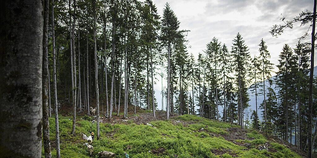Die Wälder können die aktuelle Trockenheit noch gut verkraften. Die Trockenheit des vergangenen Jahres und der Borkenkäfer haben aber vielen Bäumen zugesetzt. (Symbolbild)
