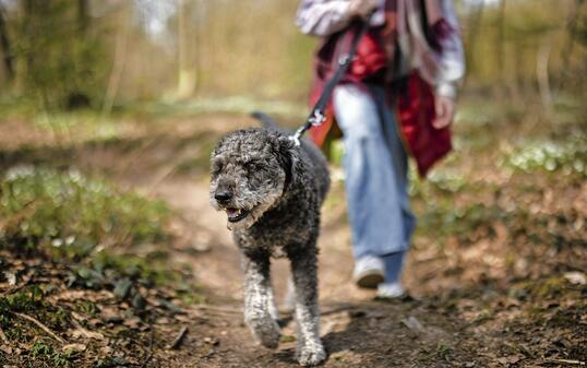 HUND, HUNDE, WALDSPAZIERGANG, LEINE, LEINENPFLICHT, GESETZ,