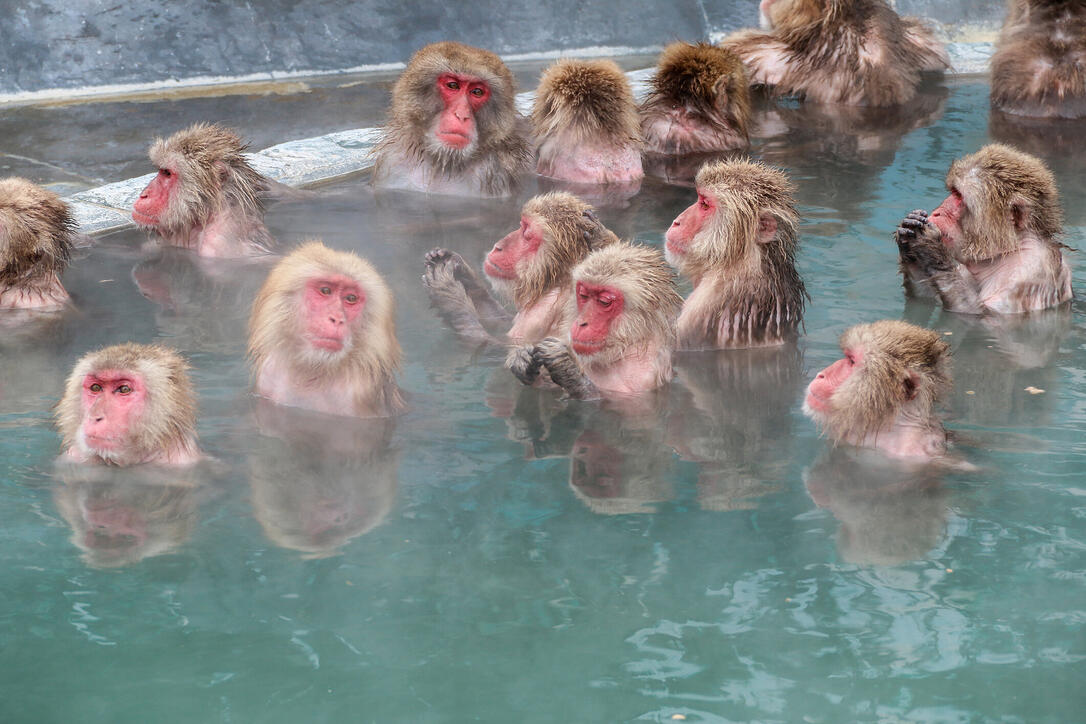 Snow monkeys (Japanese macaque) relaxing  in a hot spring pool (onsen)