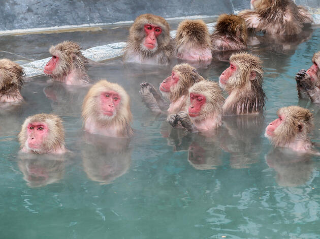 Snow monkeys (Japanese macaque) relaxing in a hot spring pool (onsen) Snow monkeys (Japanese macaque) relaxing in a hot spring pool (onsen)