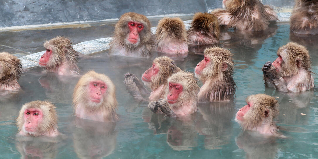 Snow monkeys (Japanese macaque) relaxing  in a hot spring pool (onsen)