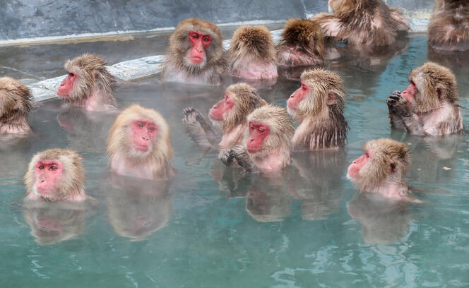 Snow monkeys (Japanese macaque) relaxing  in a hot spring pool (onsen)