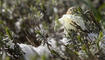 Schnee im Frühling