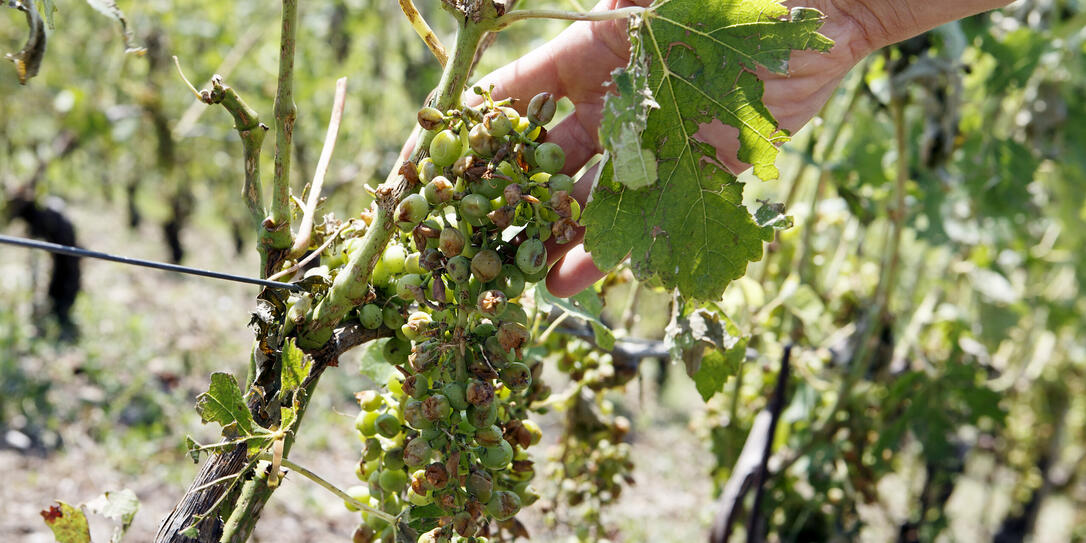 HAGELSCHADEN, UNWETTERSCHADEN, HAGEL, UNWETTER, WEINBERG, WEINBAUGEBIET, TRAUBEN, HAGELSCHADEN, UNWETTERSCHADEN, HAGEL, UNWETTER, WEINBERG, WEINBAUGEBIET, TRAUBEN,