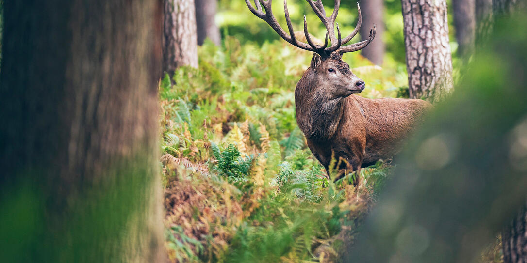 Red deer stag between ferns in autumn forest. Red deer stag between ferns in autumn forest.
