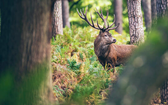 Red deer stag between ferns in autumn forest.