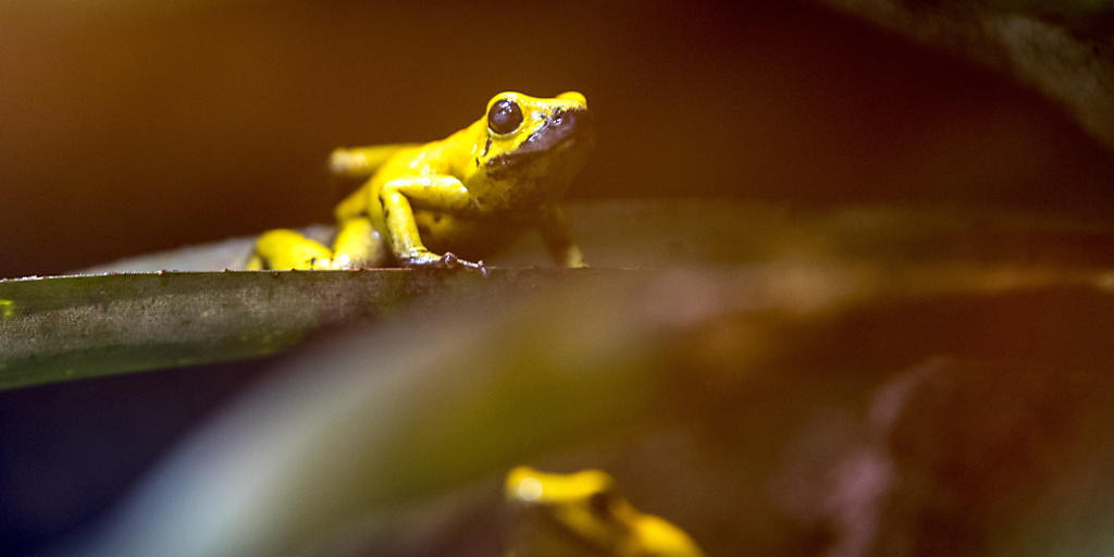 Das Gift der Goldenen Pfeilgiftfr&ouml;sche im Zoo Z&uuml;rich dient nicht nur zur Selbstverteidigung gegen Fressfeinde. Es sch&uuml;tzt die Haut der Tiere auch vor Pilzbefall.
