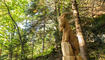Neue Figuren - Walser Sagenweg