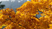 Herbst im Land