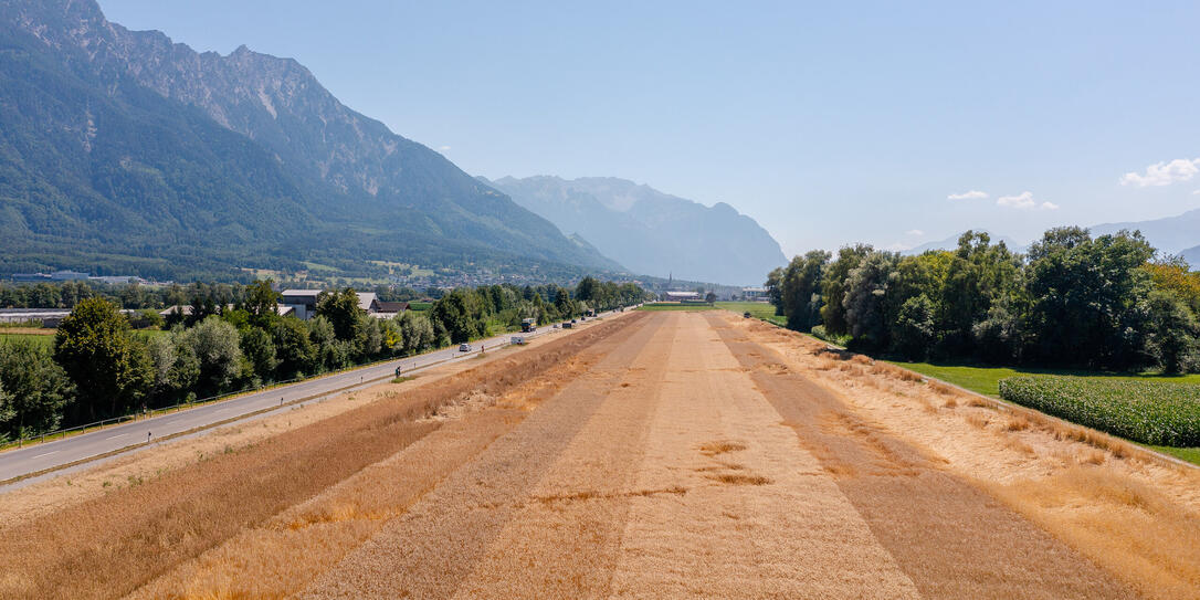 GETREIDE ERNTE GETREIDE ERNTE