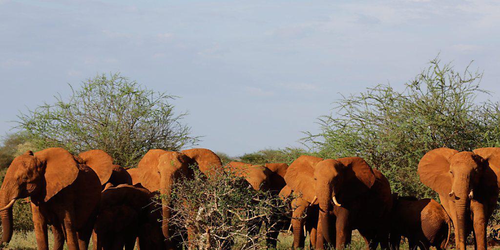 Die meisten Elefanten Afrikas leben in Reservaten. Leider sind sie auch dort vor Wilderern nicht sicher. (Archivbild)