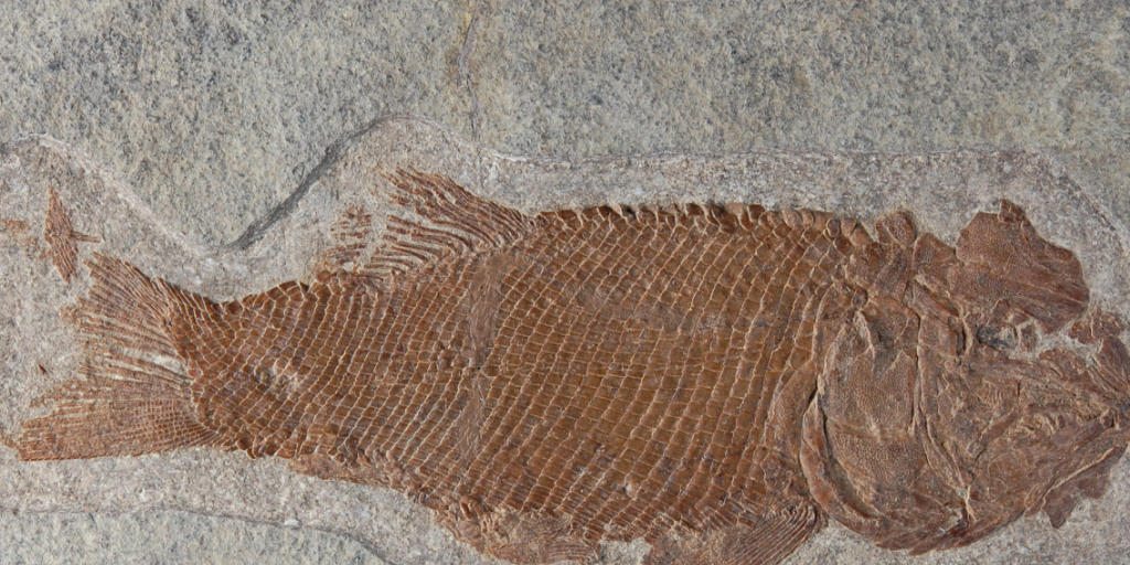 Ticinolepis longaeva lebte vor ungefähr 240 Millionen Jahren.