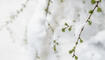 Schnee im Frühling