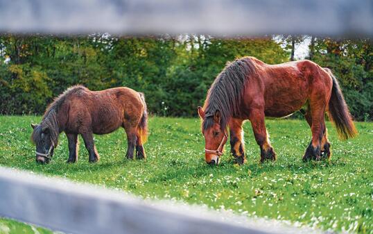 Large Brown Draught Horse and Small Brown Pony Standing in the Green Pasture and Grazing on a Sunny Day