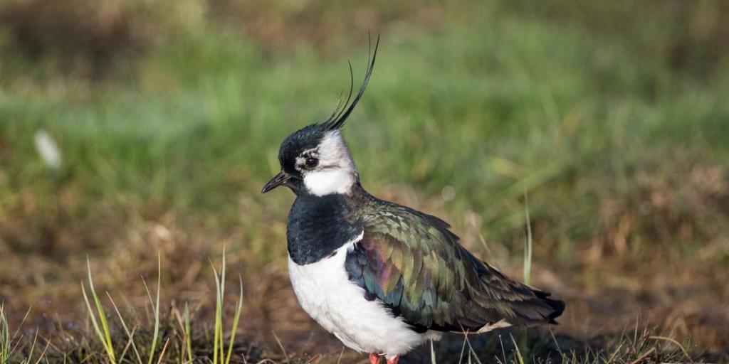 Der Kiebitz, Vogel des Jahres 2019, ist in der Schweiz vom Aussterben bedroht. (Archiv)