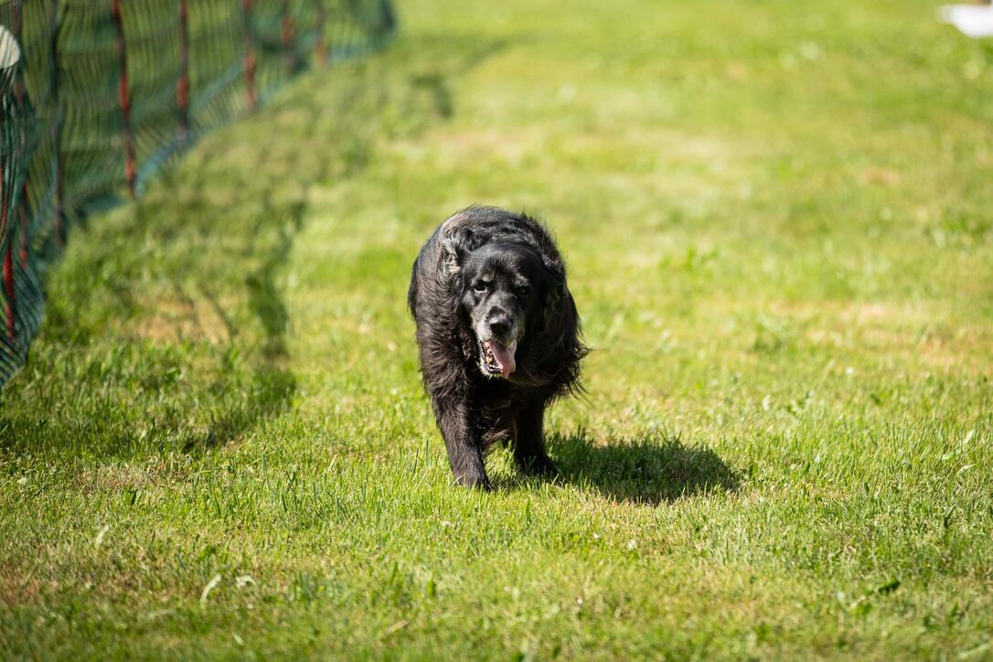 Hundeplausch Balzers (20.06.2026)
