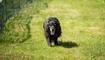 Hundeplausch Balzers (20.06.2026)