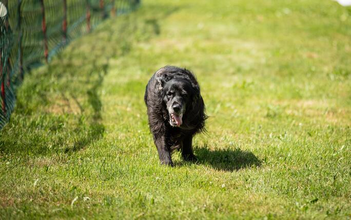 Hundeplausch Balzers (20.06.2026)
