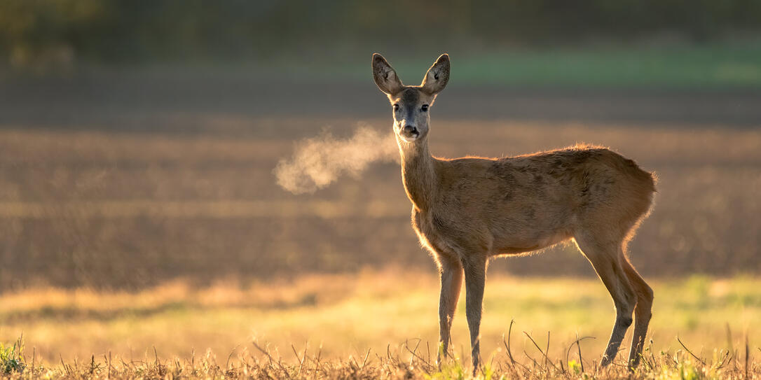 Innocent roe deer, capreolus capreolus, doe facing camera on meadow early in the summer morning with green grass wet from dew and light mist creating tranquil atmosphere.