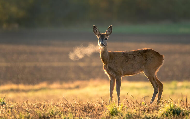 Innocent roe deer, capreolus capreolus, doe facing camera on meadow early in the summer morning with green grass wet from dew and light mist creating tranquil atmosphere.