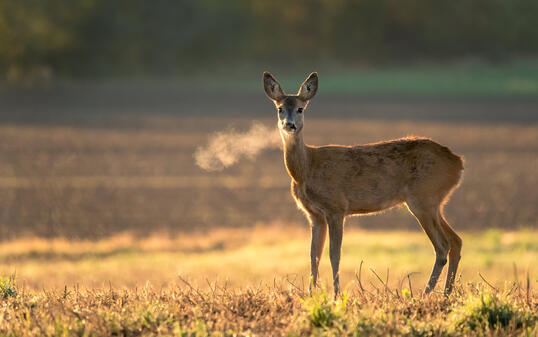 Innocent roe deer, capreolus capreolus, doe facing camera on meadow early in the summer morning with green grass wet from dew and light mist creating tranquil atmosphere.