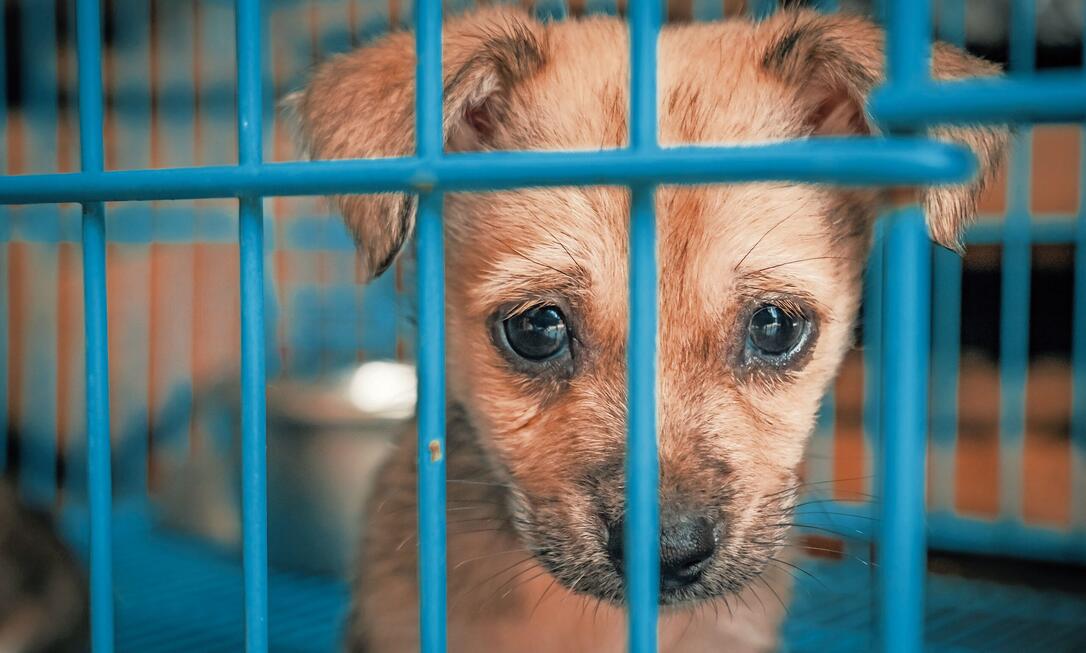 Sad puppy in shelter behind fence waiting to be rescued and adopted to new home. Shelter for animals concept