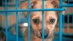 Sad puppy in shelter behind fence waiting to be rescued and adopted to new home. Shelter for animals concept