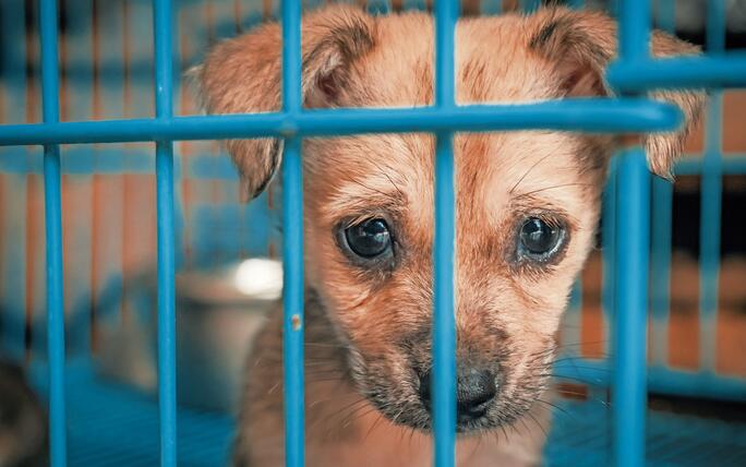Sad puppy in shelter behind fence waiting to be rescued and adopted to new home. Shelter for animals concept