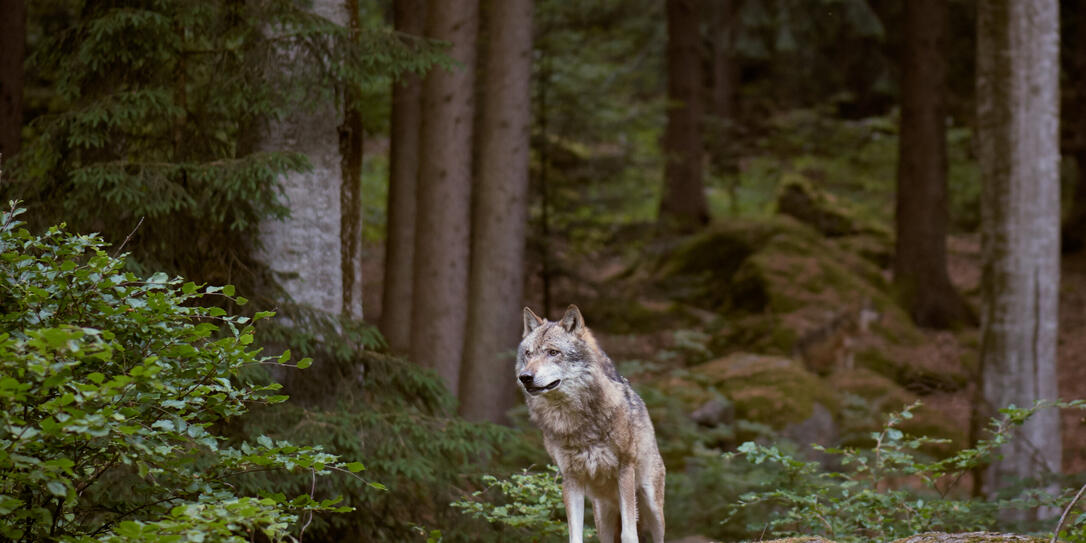 Wolf in Bayerischer Wald national park. Germany.