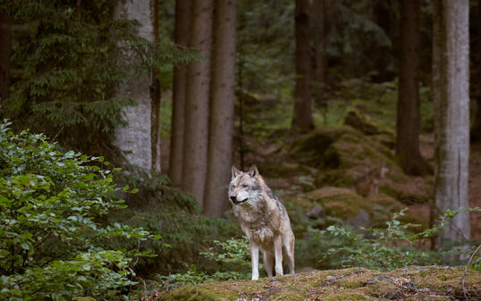 Wolf in Bayerischer Wald national park. Germany.