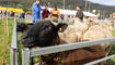 Herbstmarkt mit Schaf- und Gizischau in Sevelen