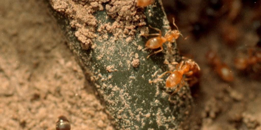 Eine Schwarze Wegameise ist in ein beschädigtes Nest der Gelben Wegameise gelangt, die versuchen, den Eindringling abzuwehren. Eine Schwarze Wegameise ist in ein beschädigtes Nest der Gelben Wegameise gelangt, die versuchen, den Eindringling abzuwehren.