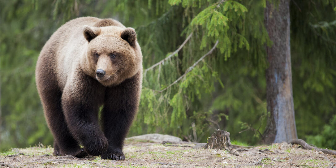 The walking bear