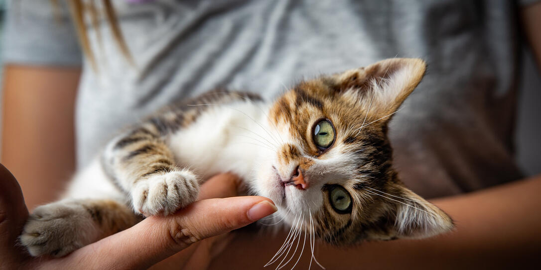 Kitten and the owner Kitten and the owner