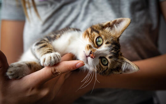 Kitten and the owner