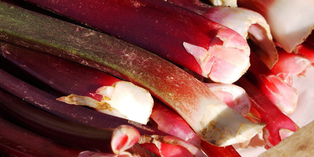 Oxalsäure in Rhabarber ist für den Verzehr eher ungünstig, als Antioxidationsmittel aber eine interessante Alternative für die Lebensmittelindustrie.