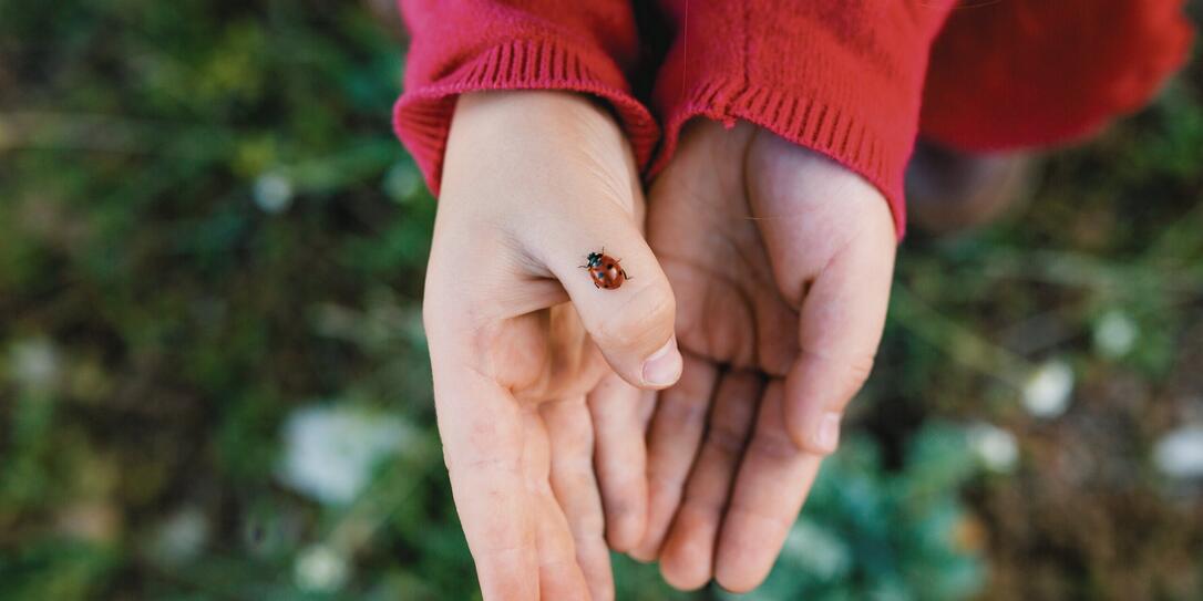 Child holding and exploring ladybug insect in nature
