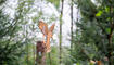 Waldtage in Schaan (20.09.2023)